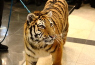 krásný tygr
